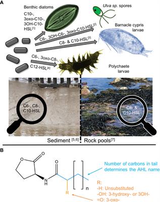 Potential Climate Change Impacts on the Abiotic Degradation of Acyl-Homoserine Lactones in the Fluctuating Conditions of Marine Biofilms